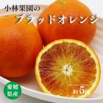 小林果園のブラッドオレンジ 約5kg
