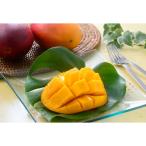 ふるさと納税 南国市 高知県南国市産/完熟アップルマンゴー(1個)