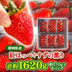 ふるさと納税 掛川市 【2026年発送】静岡県産いちご「紅ほっぺ+すずの薫り」6パック 約1.6kg(約270g×6)