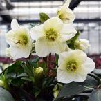 クリスマスローズ新品種 氷の薔薇 ホワイト4.5号
