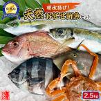 天然鮮お任せ鮮魚セット 2.5kg