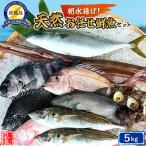 2026年10月1日以降 佐渡産 天然お任せ鮮魚セット 5kg