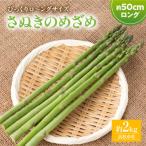 びっくりロ~ングサイズ さぬきのめざめロング約50cm 約2kg