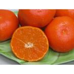 ハウス 小原紅早生 みかん 約1.2kg化粧箱