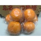 貯蔵清見 約4kg