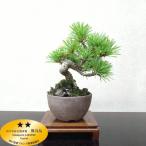 安行産 小品盆栽 五葉松