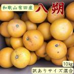 有田産の八朔約10kg サイズ混合