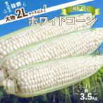 太物2Lサイズ以上 瀬戸内ホワイトコーン 約3.5kg