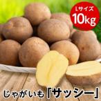 ふるさと納税 美幌町 じゃがいも「サッシー」Lサイズ・10kg