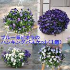 ビオラ パンジーのハンキングバスケット