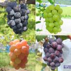 ふるさと納税 上郡町 ご自宅用船阪ぶどう　約2kg(3〜5房)