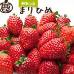 朝摘み完熟まりひめ約1.2kg 300g前後×4P