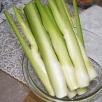 八保 産のマコモダケ1.5kg