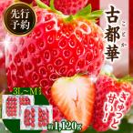 ふるさと納税 生駒市 【2026年2月〜3月順次発送】高級いちご「古都華」3L〜Mサイズ4パック 奈良県生駒市産 農家直送