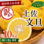 土佐文旦 約10kg