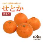 せとか 約3kg