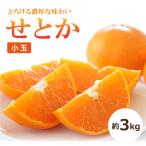 せとか 露地 約3kg
