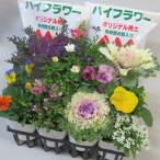 ハイフラワーの季節の寄せ植えセット