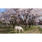 馬っこパーク いわて 引き馬体験券3枚