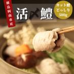 鮮度抜群 活け〆カットはも 500g
