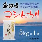 令和4年産 コシヒカリ 精米済み 5kg