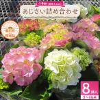 あじさい詰め合わせ4号鉢×8鉢入 3~4品種