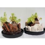 ミニ観賞用植物 いぶすき松びっくり2個