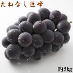 有田巨峰村の朝採りたねなし巨峰約2kg