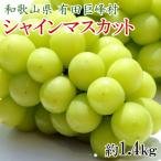 ふるさと納税 有田川町 [新鮮・産直]和歌山県有田巨峰村の朝採りシャインマスカット約1.4kg【2026年度発送分】