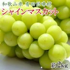 有田巨峰村の朝採りシャインマスカット約2kg