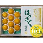 手詰め有田はっさくM×10玉入