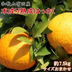 こだわりの和歌山有田産木成り熟成さつき八朔約7.5kg