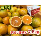 みかん 山から直送 箱込 7.5kg
