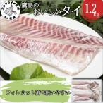 鷹島のおいしかタイ 1.2kg