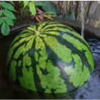 fu.... налог юг рыба болото город [ предшествующий предварительный заказ ][ Niigata префектура юг рыба болото производство ]. цвет . арбуз большой шар 1 шар 