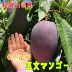 ふるさと納税 上富田町 【希少マンゴー】濃厚玉文マンゴー 約1kg(1〜3玉入り)