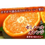 セミノールオレンジ 湯浅町田村産春みかん