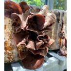 fu.... налог Ikeda блок Shinshu .... производство сухой иудино ухо 