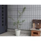 ふるさと納税 朝倉市 オリーブの木　鉢植え