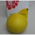 オリジナル文旦 サラダポメロ 大玉1玉化粧箱×2箱