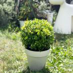 まん丸いインテリア植物 ツゲのトピアリー