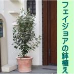 のトロピカル果樹 フェイジョアの鉢植え