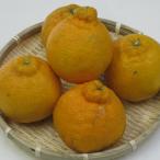 ふるさと納税 三木町 訳あり不知火　約5kg