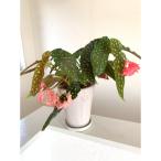 ベゴニアのパイオニア 花郷園オリジナル