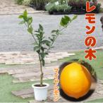 レモンの木 苗木 1本