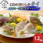おいしかタイ約1.2kg ~津本式の血抜き仕立て~