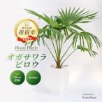 ふるさと納税 指宿市 【観葉植物】オガサワラビロウ8号(IB003-024)