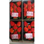 ショッピングふるさと納税 いちご ふるさと納税 山梨市 【いちご280g×4パック】坂の上のいちご 山梨県山梨市産