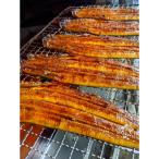 ふるさと納税 草津市 うなぎ蒲焼　2尾入