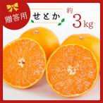 ショッピングせとか ふるさと納税 八幡浜市 コウ果樹園の「柑橘の大トロ　せとか3kg」【C33-1】